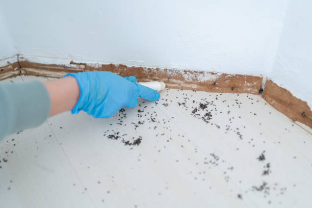 Best Cockroach Control Services  in Wyoming, OH
